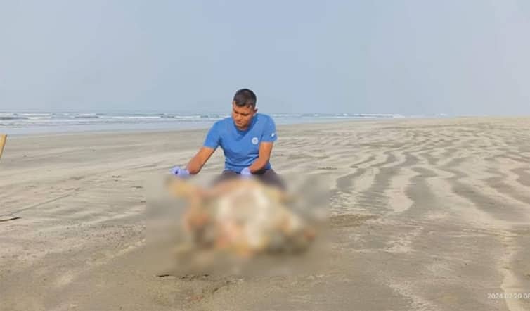 দুই মা কচ্ছপ