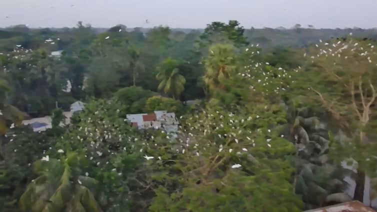 রহস্যময় পাখি