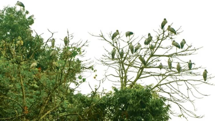 পাখিদের নির্বিঘ্ন বিচরণক্ষেত্র