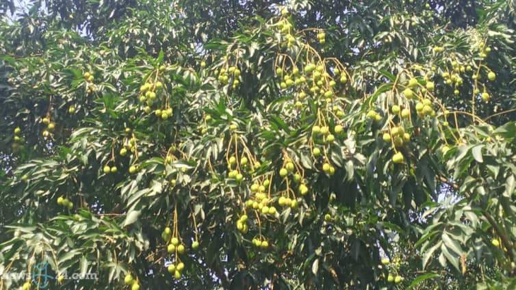 শ্রীপুরে তীব্র তাপদাহে ঝরে পড়ছে লিচু