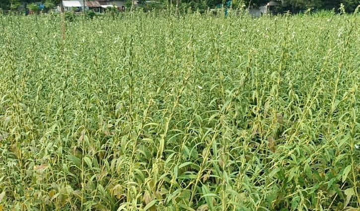 কালীগঞ্জে বেড়েছে তিল চাষ, ভালো ফলনের আশা
