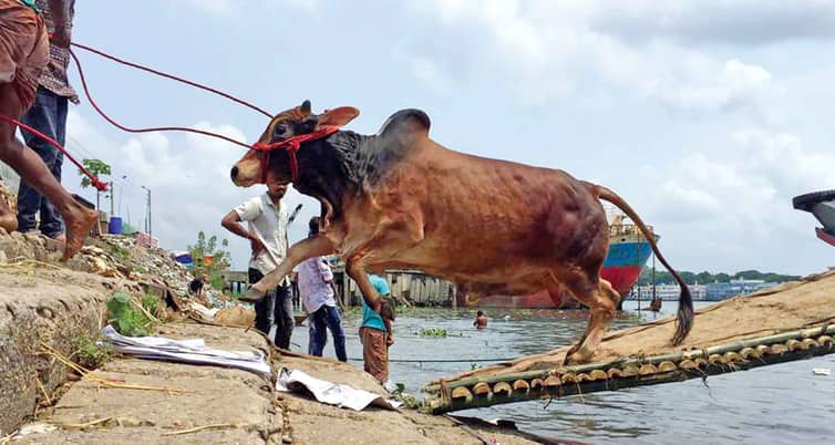কোরবানির গুরুত্ব ও ফজিলত কোরবানির গুরুত্ব ও ফজিলত