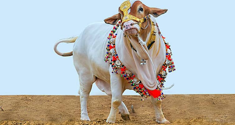 Cow