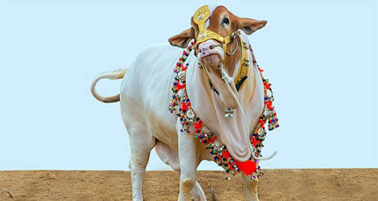 Cow