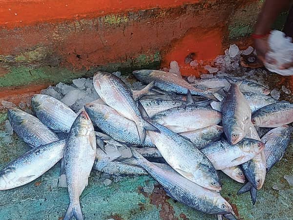 ইলিশের সাইজ ভালো হওয়ায় খুশি ভারতীয় জেলেরা Hilsa