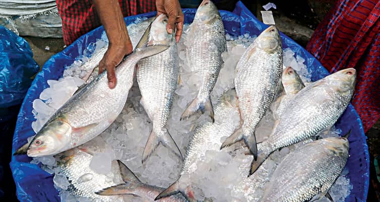 কলকাতার বাজারে উঠছে ইলিশ Ilish