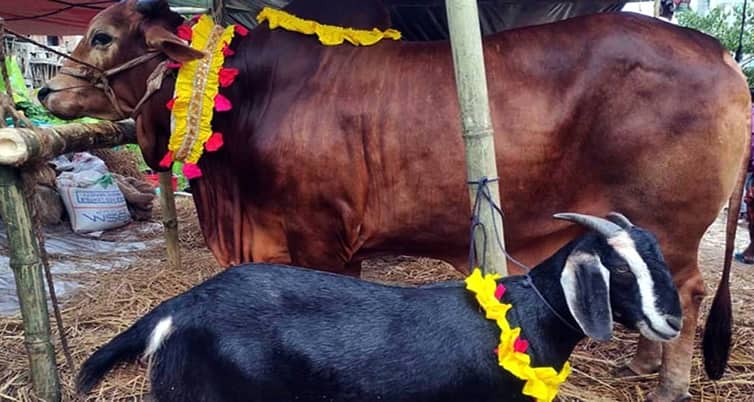 কোরবানি কখন, কার ওপর ওয়াজিব Qurbani