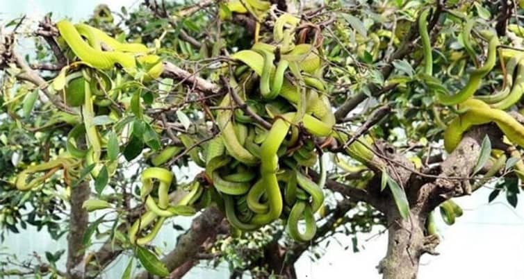 গাছটিতে নেই কোন ফুল বা ফল, চারদিকে শুধু সাপ আর সাপ সাপ
