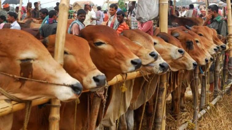 ২ ধরনের মানুষকে শরিকে রাখলে কারোই কোরবানি হবে না cow bazar