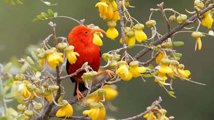 The honeycreeper