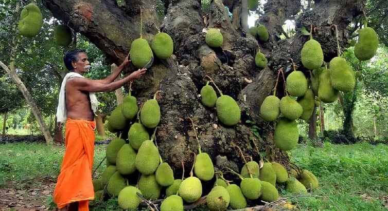২০০ বছরের পুরনো কাঁঠাল গাছে আজও প্রতি বছরে কয়েকশো ফল ধরে kathal
