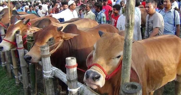 কোরবানি ফরজ হওয়ার শর্ত korbani
