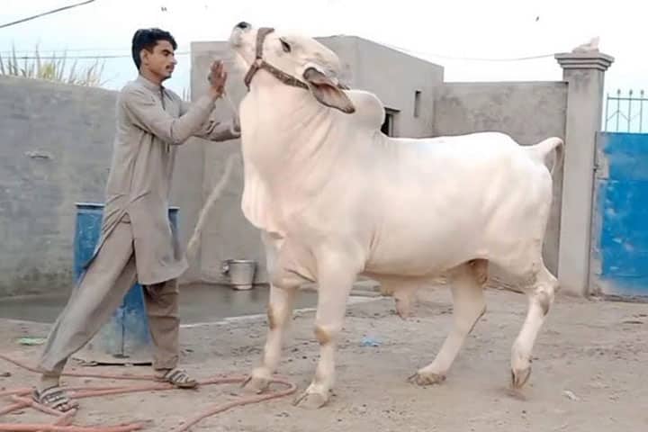 মহিলারা কি কুরবানীর পশু যবেহ করতে পারবেন? kurbani