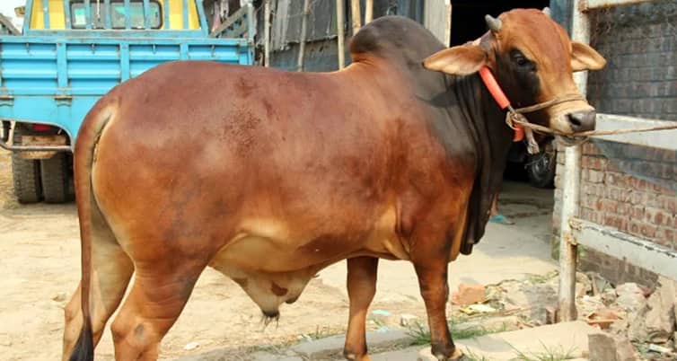 কোরবানি সম্পর্কে কোরআনের আয়াত qurbani