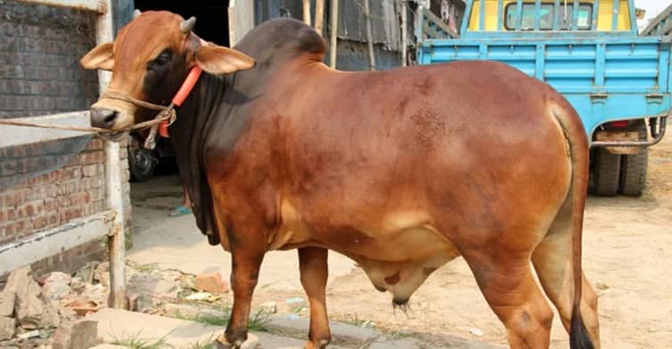 কুরবানী করার নিয়ম qurbani-cow