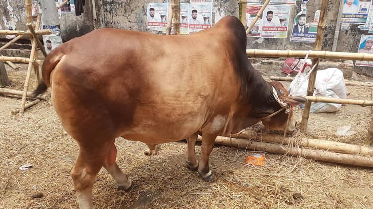 Cow