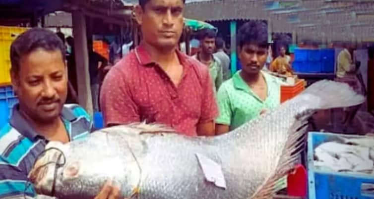 ইলিশ এখন অতীত, প্রতি কেজি ২২ হাজার টাকায় বিক্রি হচ্ছে এই মাছ Fish