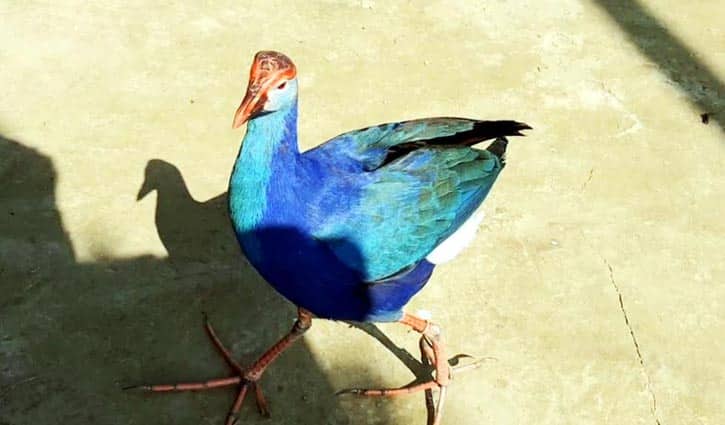হবিগঞ্জে বেগুনি কালিম পাখি অবমুক্ত Hobiganj
