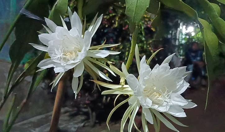 গোপালগঞ্জে এক রাতে ফুটলো তিনটি রাতের রাণী ‘নাইট কুইন’ Night-Queen-Flower