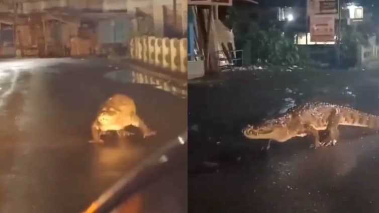 প্রবল বৃষ্টির পর রাস্তায় কুমির কুমিরের বসবাস