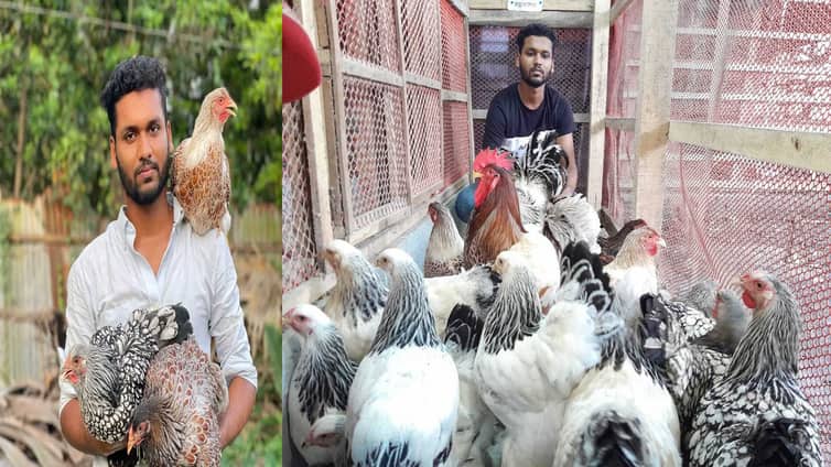 মুরগি পালন