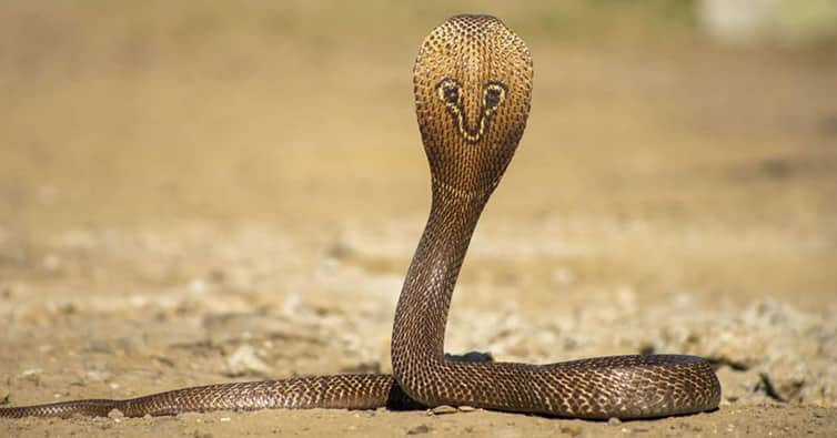 snake