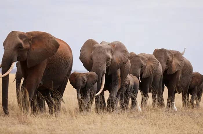 খাদ্য সংকট, ৮৩ হাতি জবাই করবে নামিবিয়ার সরকার Elephant