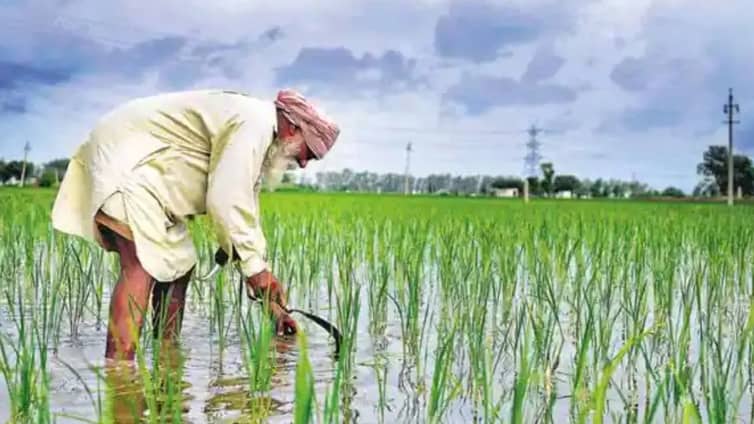 ধানি জমিতে মিলল হীরা! রাতারাতি লাখপতি ৪২ চাষী Farmer