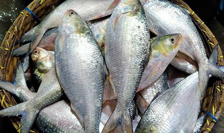 পশ্চিমবঙ্গে ইলিশের জন্য হাহাকার Hilsha-02