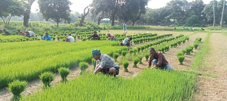 বন্যায় ক্ষতিগ্রস্ত ৪শতাধীত কৃষক পেল বিনার আমন ধানের চারা (2)