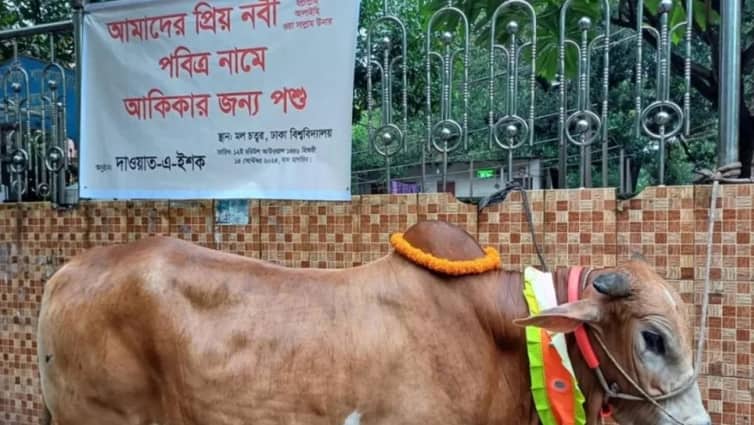 মহানবীর নামে আকিকা দিতে ঢাবি ক্যাম্পাসে কেনা হয়েছে গরু