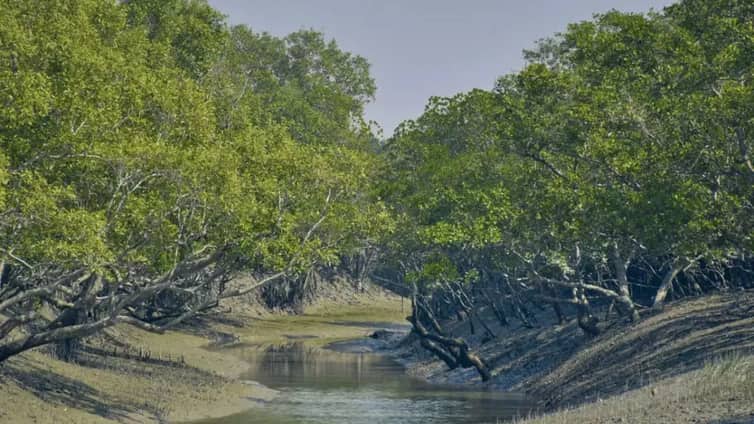 ভারতে পালানোর সময় শিশুসহ ১১ বাংলাদেশিকে জঙ্গলে রেখে পালিয়েছে দালাল Sundarban