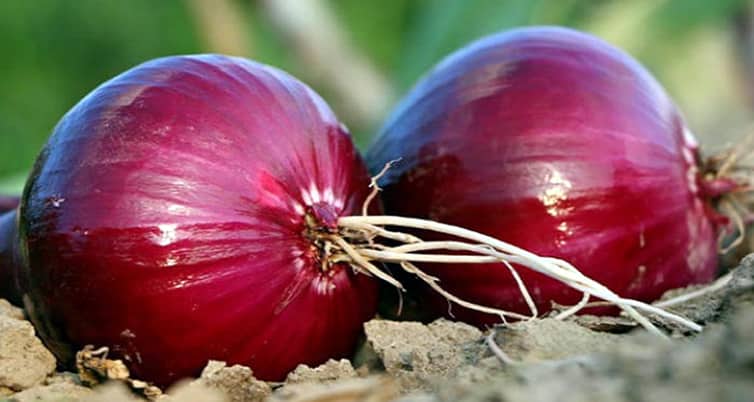 বাজার অস্থির, ঝাঁজ ছড়াচ্ছে পেঁয়াজ Onion