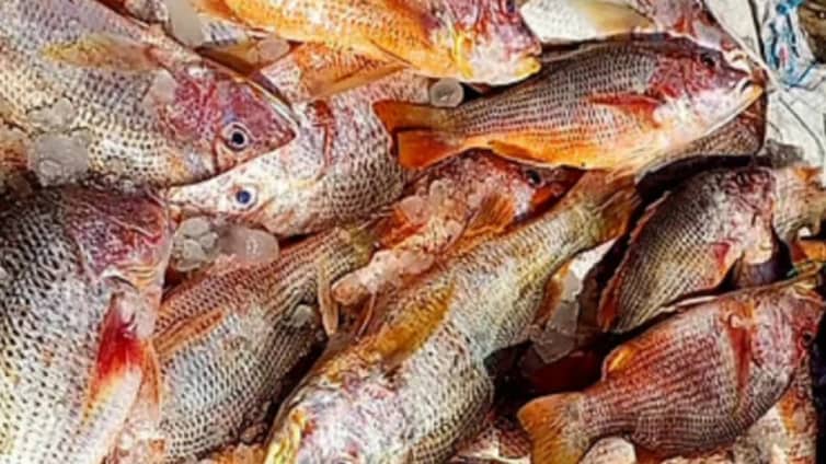 Fish