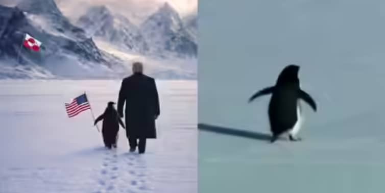 the penguin meme