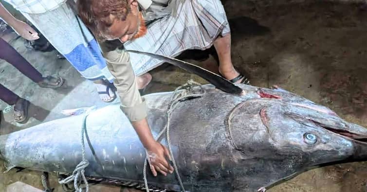 টেকনাফে ধরা পড়লো ২০০ কেজির ‘পাখি মাছ’ জালে ধরা