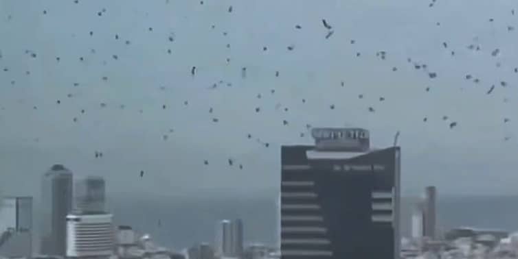 কাক