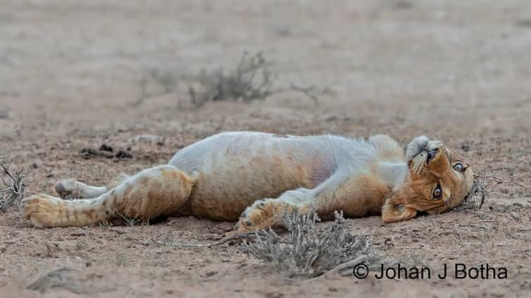 Lion Cub in a Food Coma Captured After Feast in Kgalagadi Park Lion Cub in a Food Coma