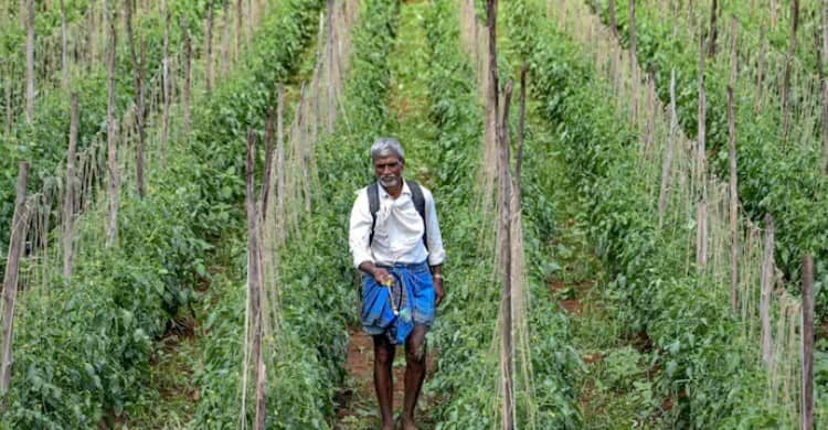 a-farmer-sprays-insecticide