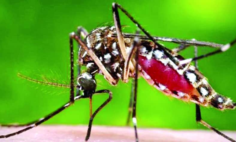 মশা মারতে এখনই কামান দাগান