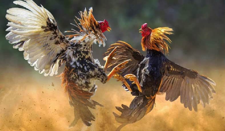 মোরগ লড়াই