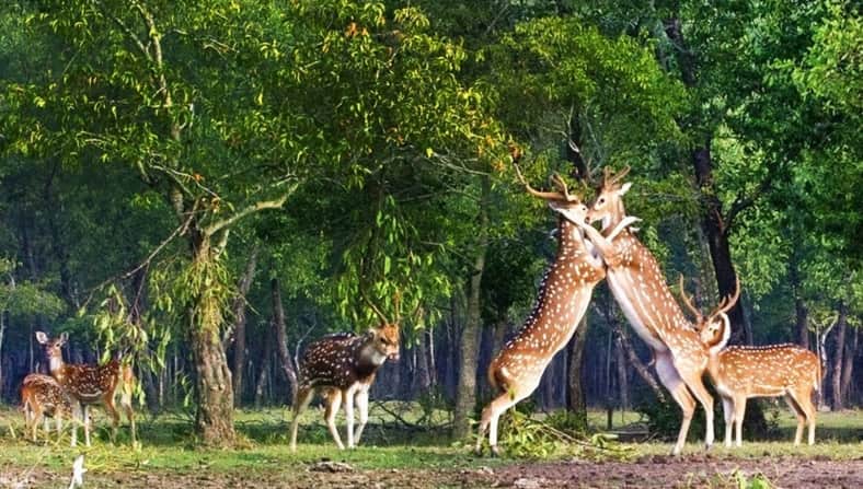 সুন্দরবনের পর্যটন এলাকায় ভ্রমণে সাময়িক নিষেধাজ্ঞা সুন্দরবন