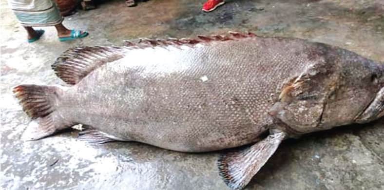 সাত মণ ওজনের সুস্বাদু কৈ কোরাল বিক্রি হলো আকাশ ছোঁয়া দামে
