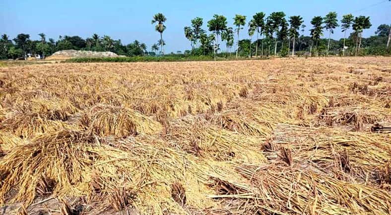 কাঙ্ক্ষিত দাম না পাওয়ায় জমিতেই পচছে কৃষেকর ধান