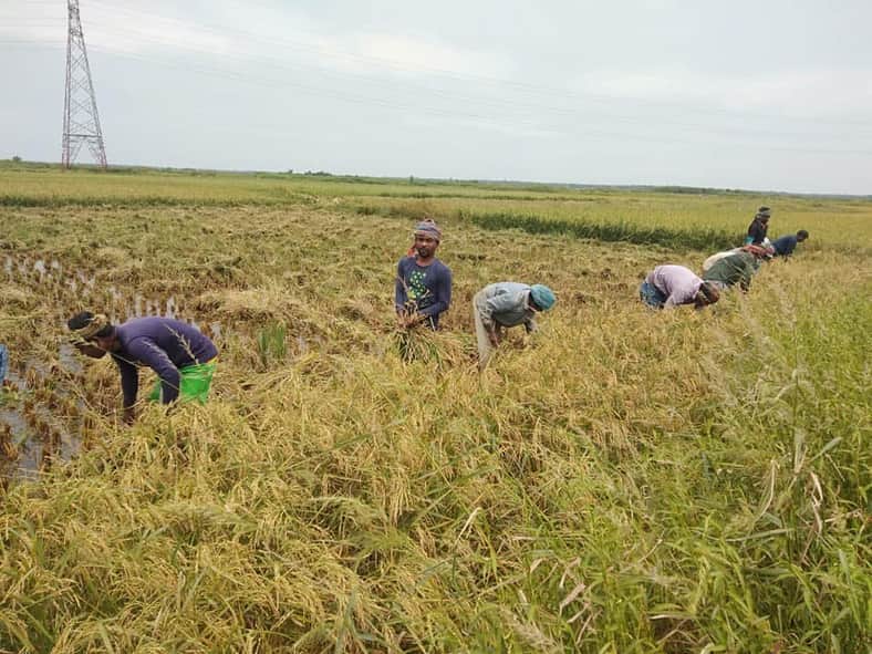 কালীগঞ্জে কৃষকের ধান কেটে দিল ছাত্রলীগ নেতা অঝর