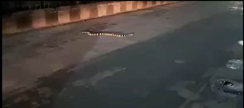 লকডাউনে ফাঁকা রাস্তায় শঙ্খিনী সাপ