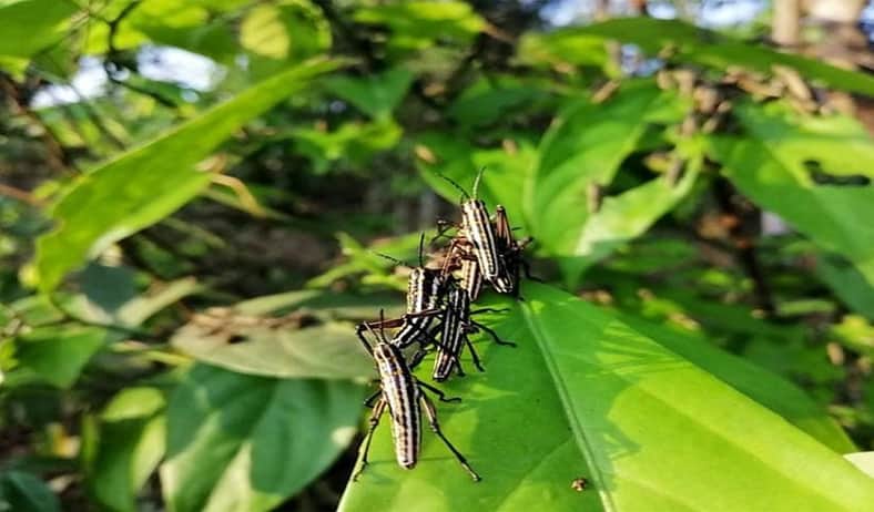 টেকনাফে পঙ্গপালের সদৃশ পোকার হানা