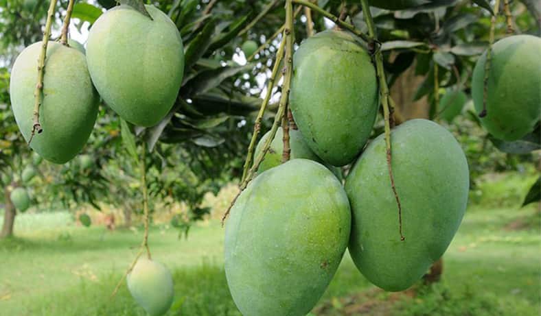 রাজশাহীতে ১৫ মে থেকে আম পাড়া শুরু
