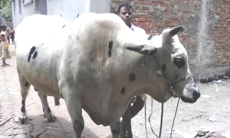 এবারেও রাজকুমারকে নিয়ে মাতামাতি, দাম ২০ লাখ