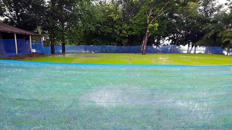 বাড়ির আঙিনা এখন আমনের বীজতলা